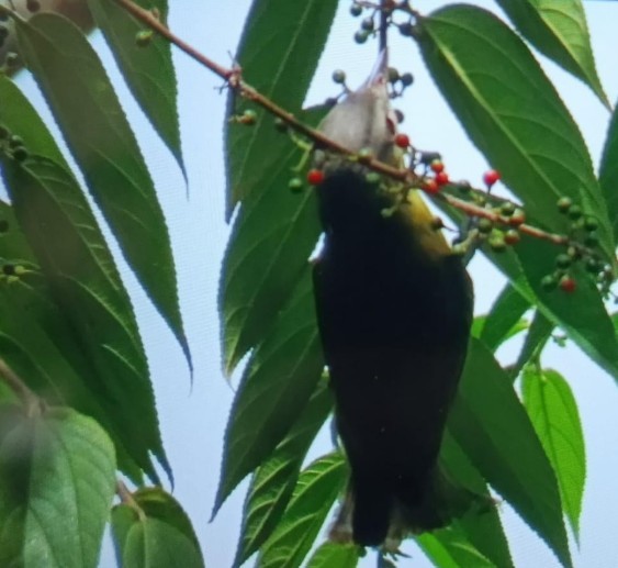 Kızıl Gözlü Vireo - ML641426396