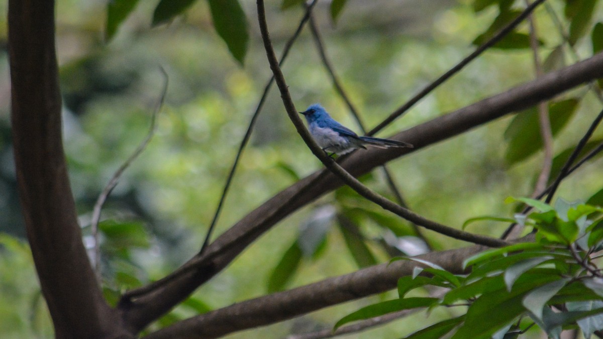 Blauhaubenschnäpper - ML641426402
