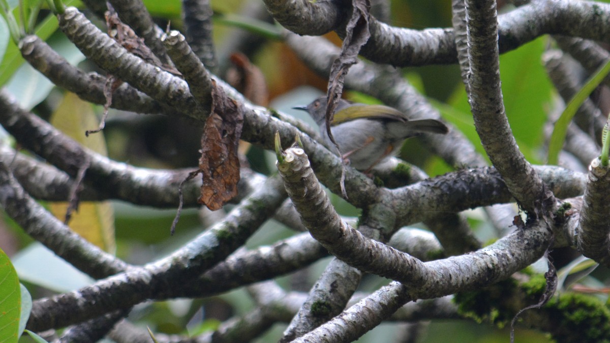 Green-backed Camaroptera (Gray-backed) - ML641426423