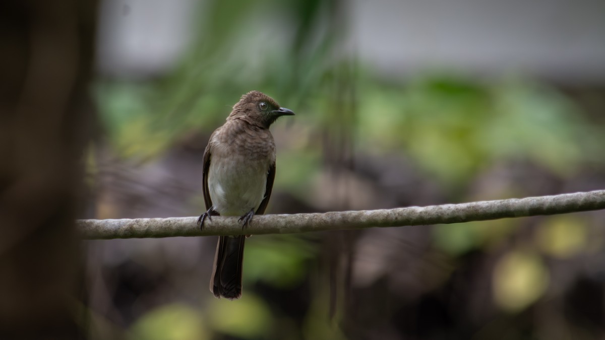 Common Bulbul - ML641426436