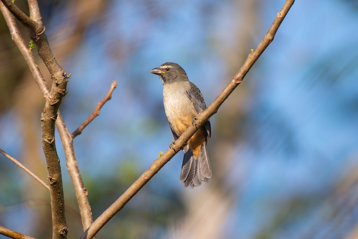 Saltator gris - ML641426468