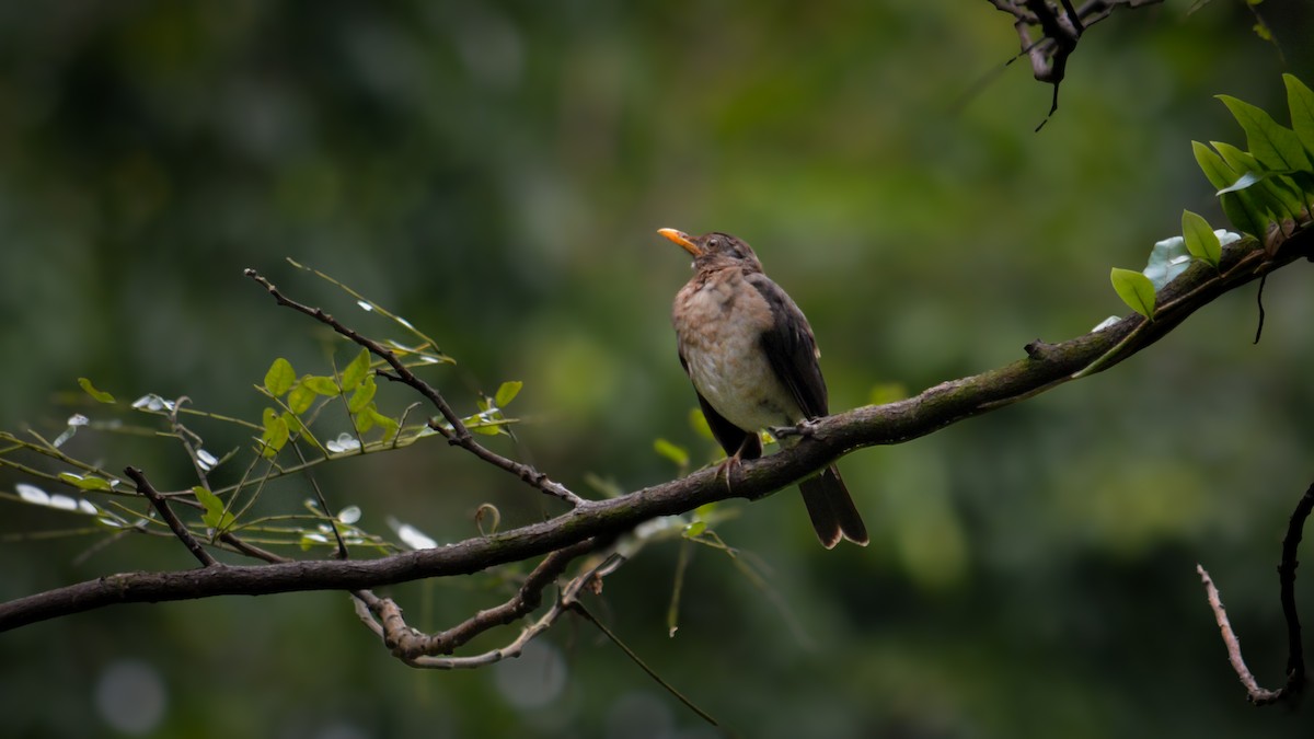 African Thrush - ML641426473