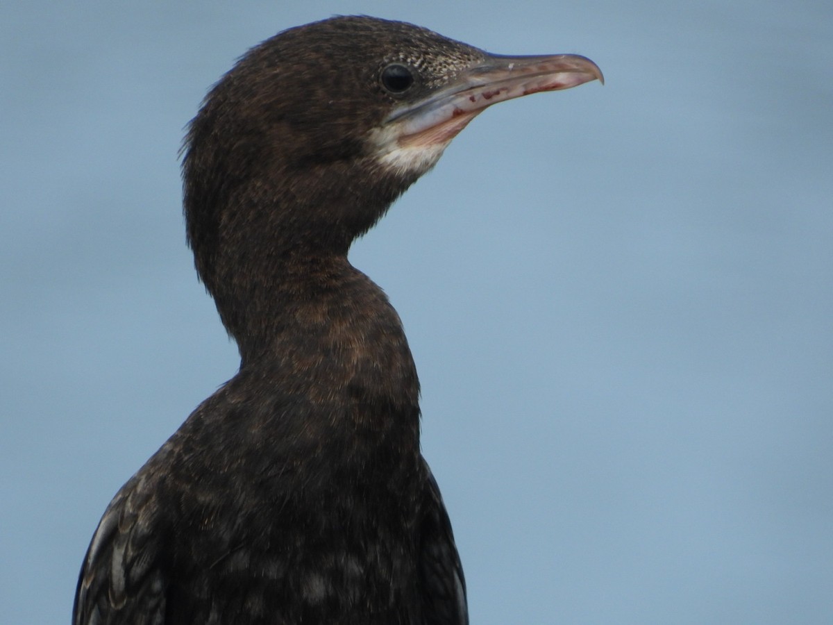 Cormoran de Vieillot - ML641426474