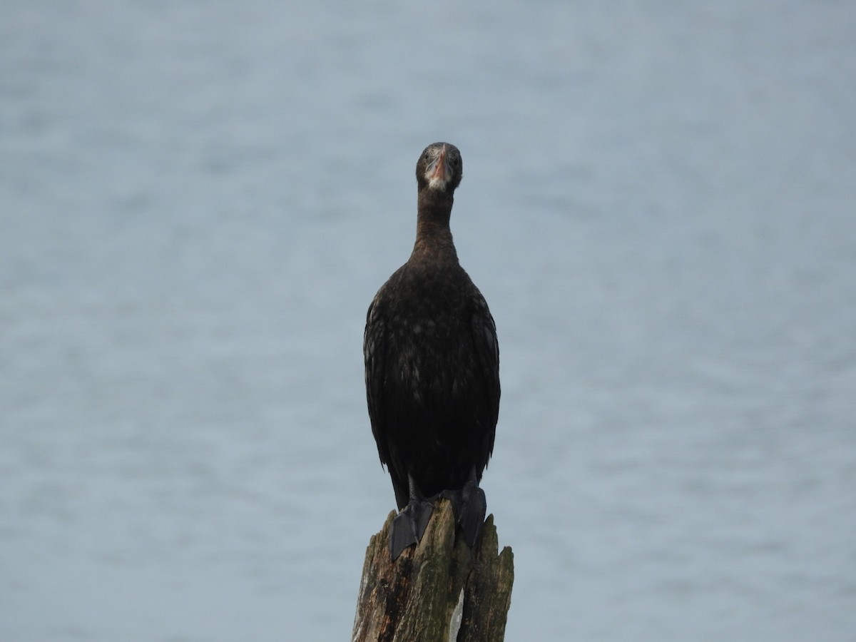Cormoran de Vieillot - ML641426475