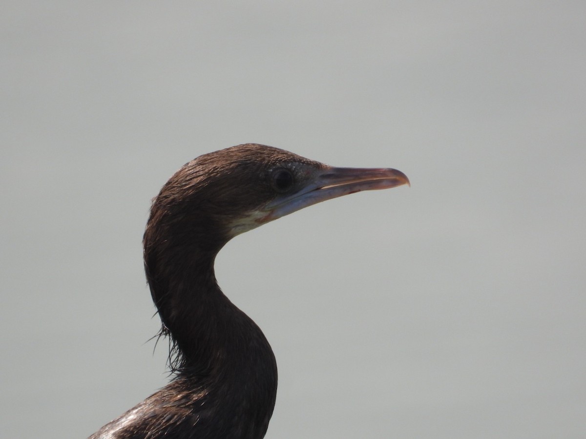 Cormoran de Vieillot - ML641426476