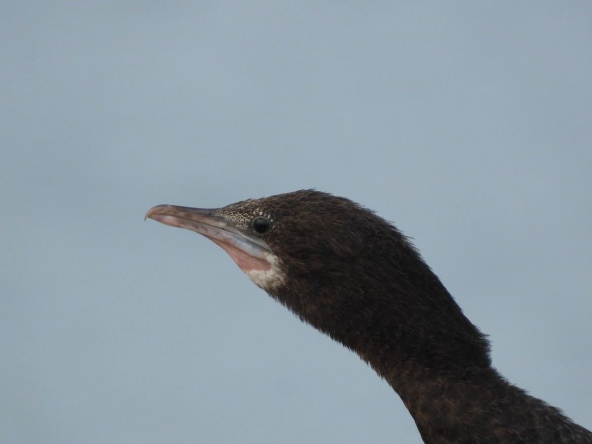 Cormoran de Vieillot - ML641426477