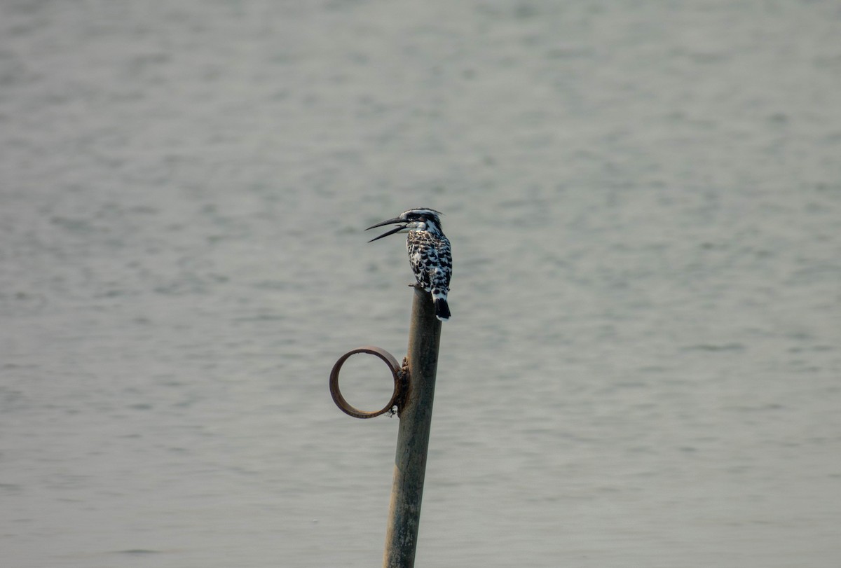 Martin-pêcheur pie - ML641426478