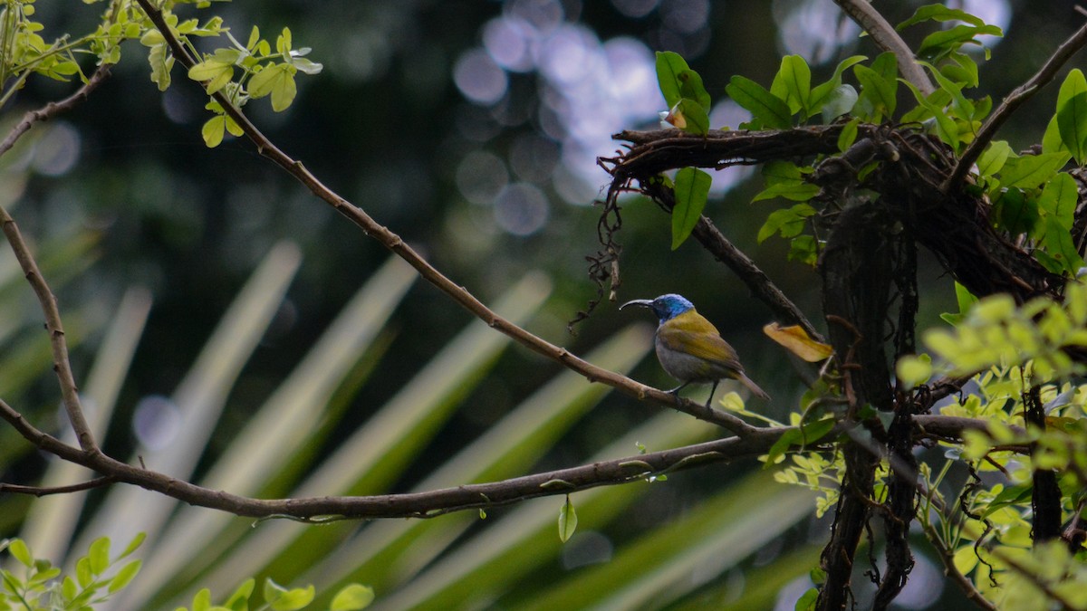 Green-headed Sunbird - ML641426481