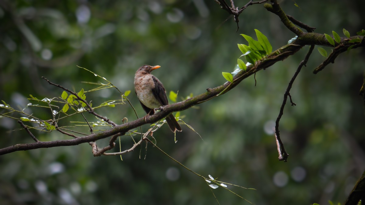 African Thrush - ML641426483