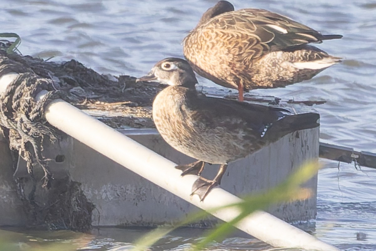 Canard branchu - ML641426491