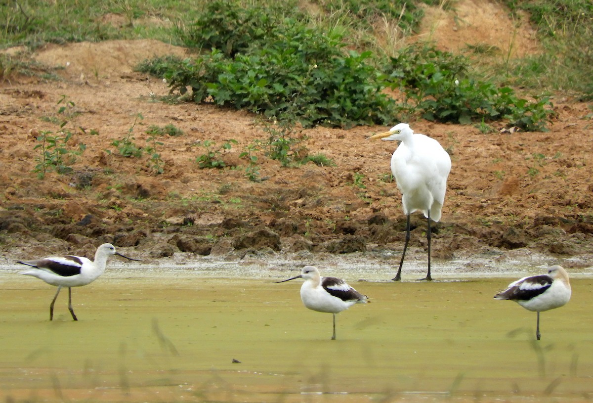 Avocette d'Amérique - ML641426499