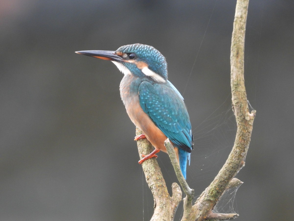 Martin-pêcheur d'Europe - ML641426502