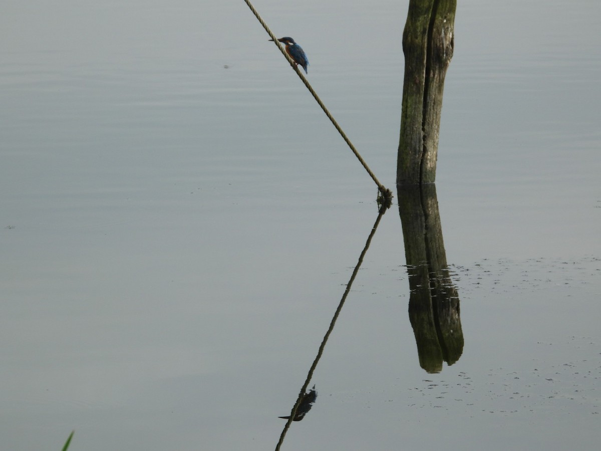 Martin-pêcheur d'Europe - ML641426503
