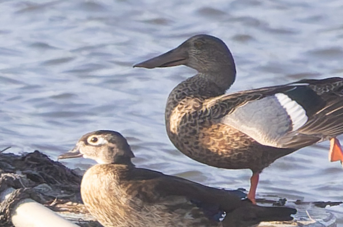 Canard souchet - ML641426507