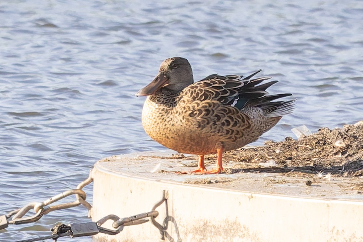 Canard souchet - ML641426508