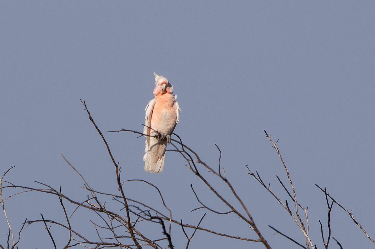 Pink Cockatoo - ML641426509