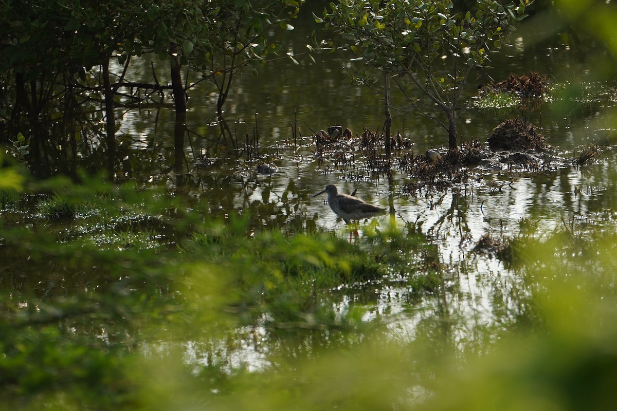 Common Redshank - ML641426510