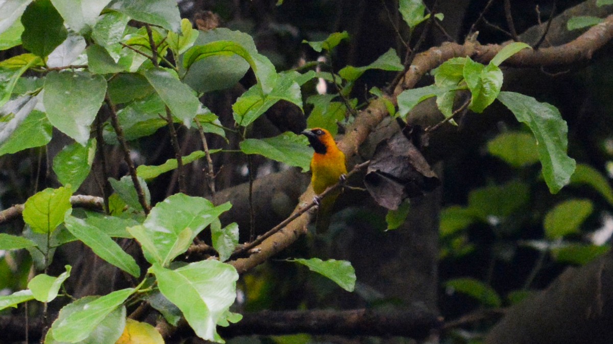 Olive-naped Weaver - ML641426515