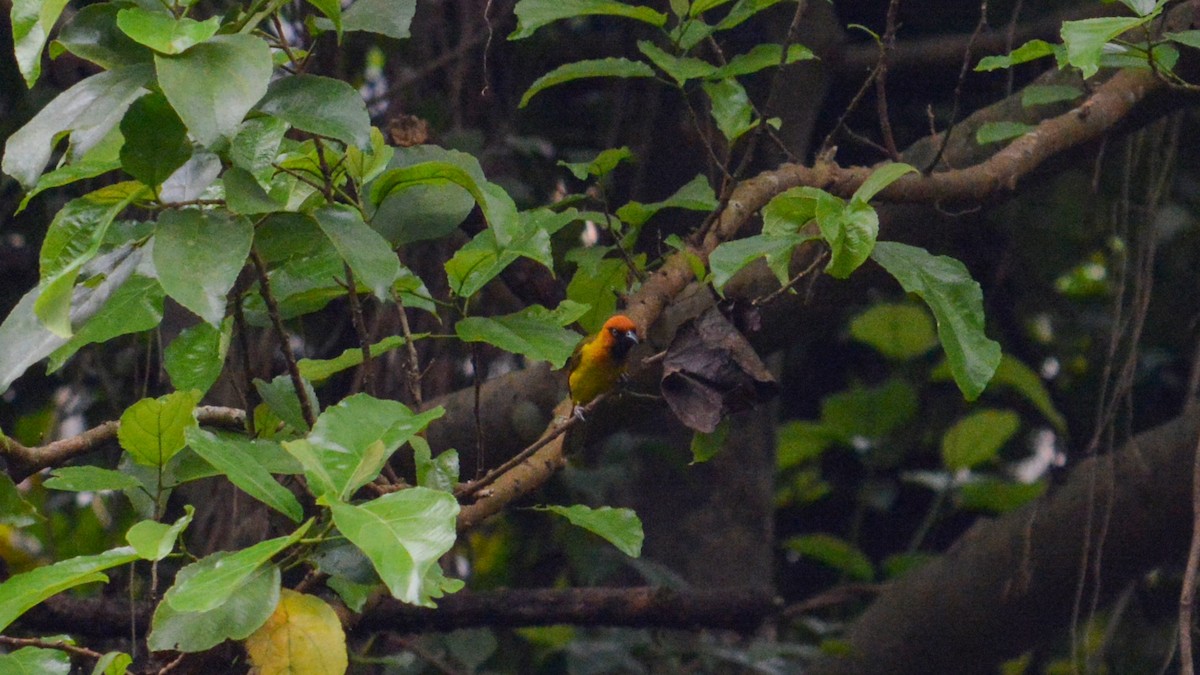 Olive-naped Weaver - ML641426516
