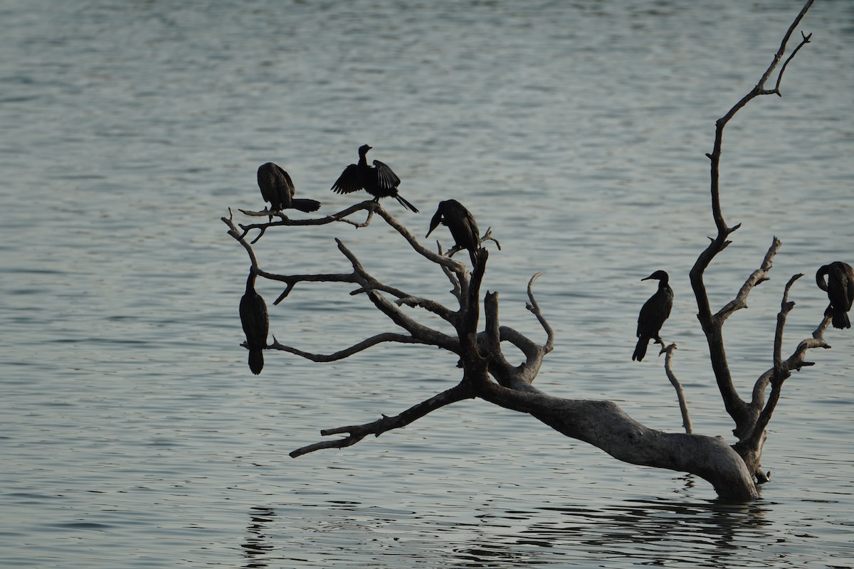 Little Cormorant - ML641426526