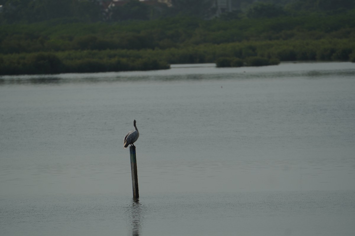 Spot-billed Pelican - ML641426541