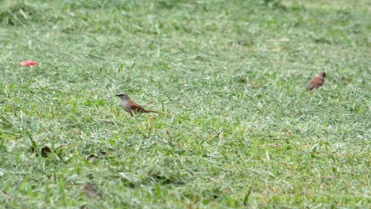 Northern Gray-headed Sparrow - ML641426544