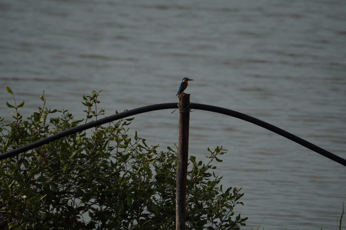 Common Kingfisher - ML641426552