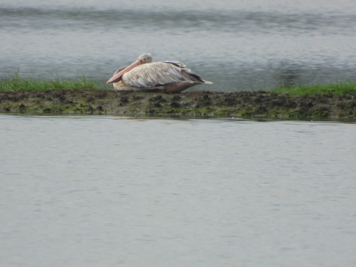 Spot-billed Pelican - ML641426553