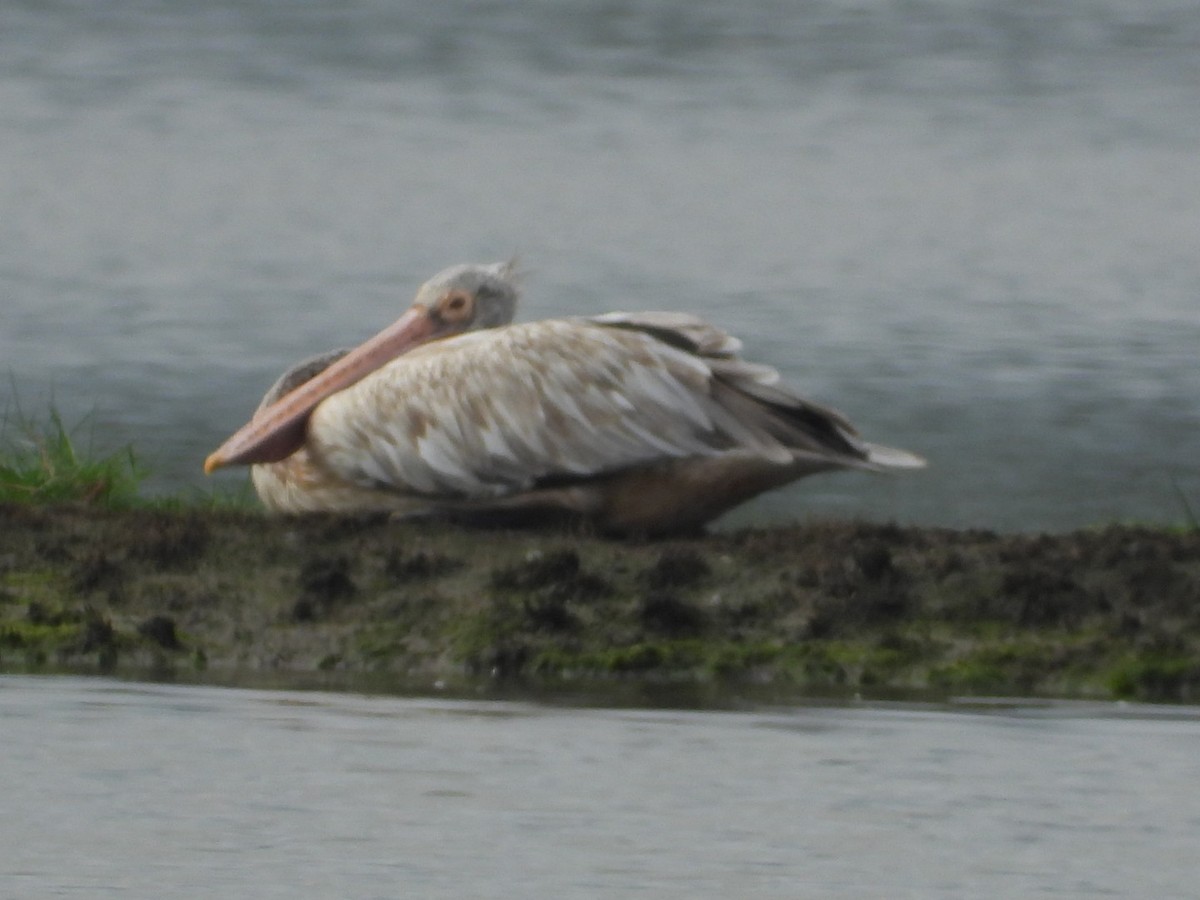 Spot-billed Pelican - ML641426555