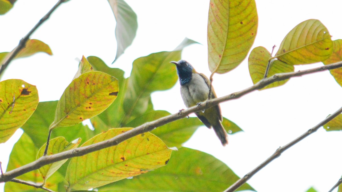 Reichenbach's Sunbird - ML641426556