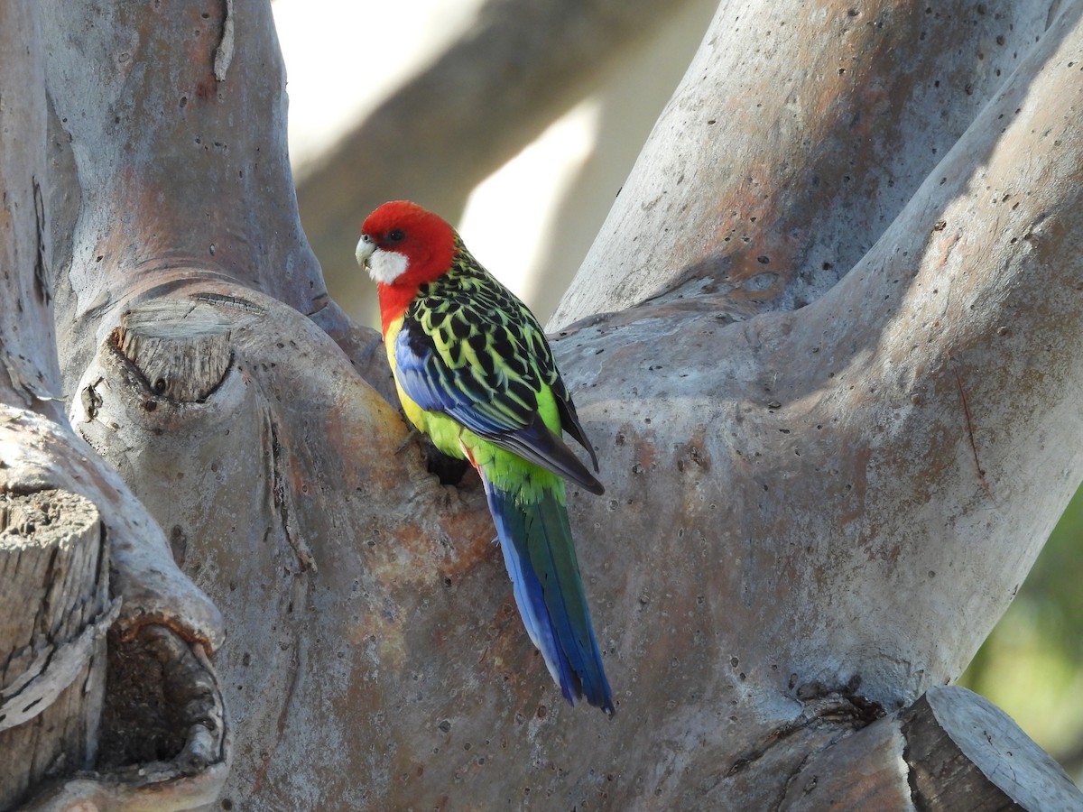Eastern Rosella - ML641426558