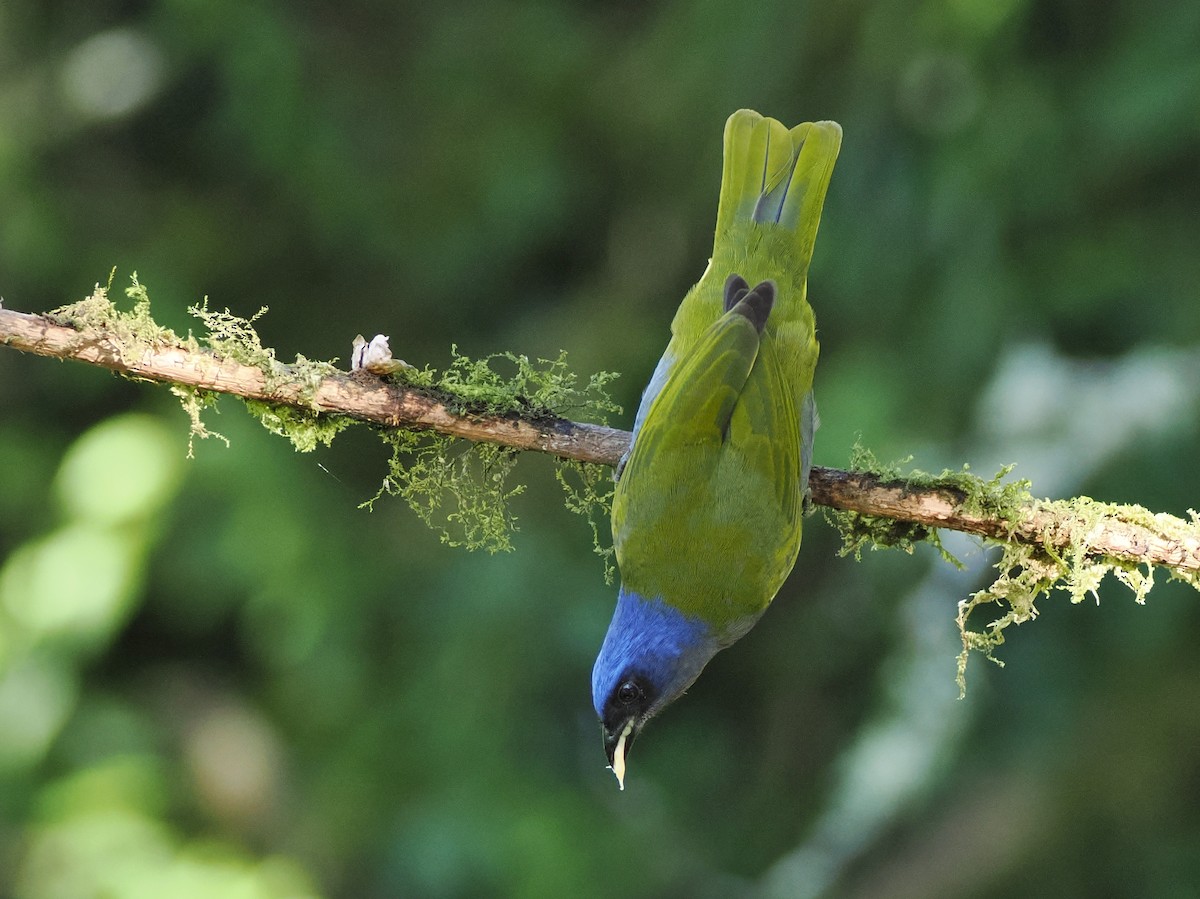 Blue-capped Tanager - ML641426576
