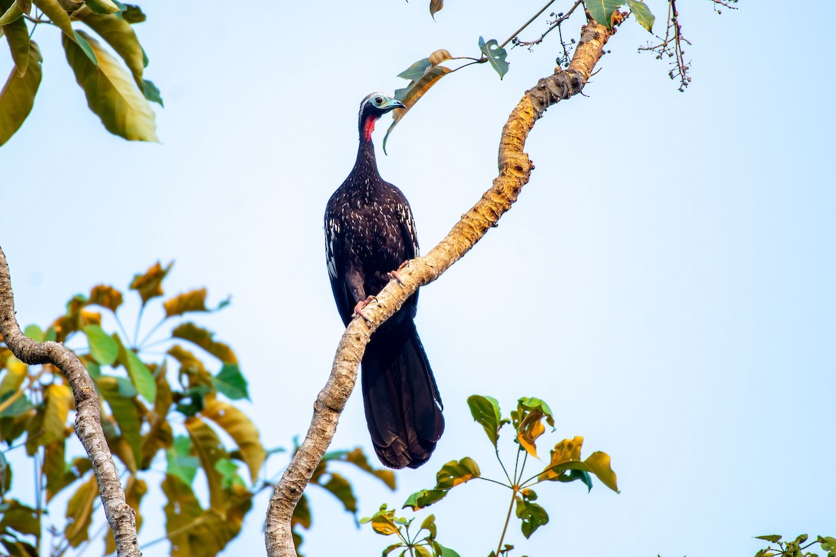 Red-throated Piping-Guan - ML641426579