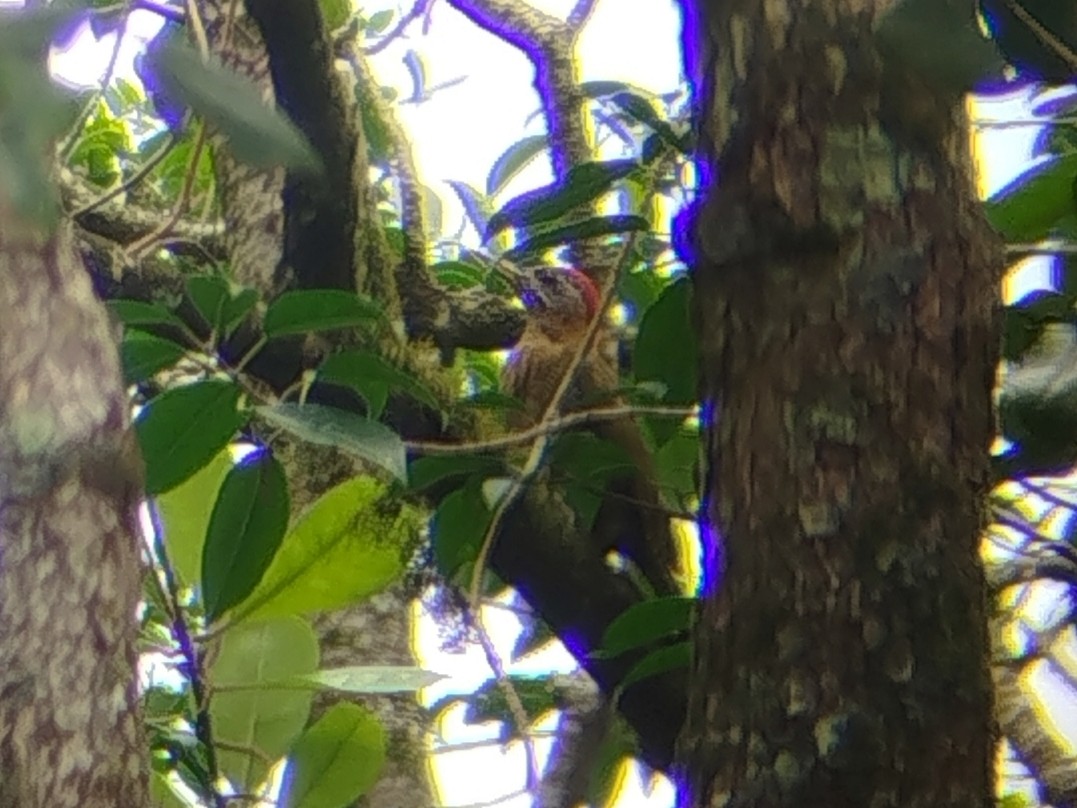 Streak-breasted Woodpecker - ML641426581