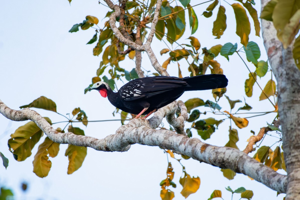 Red-throated Piping-Guan - ML641426582