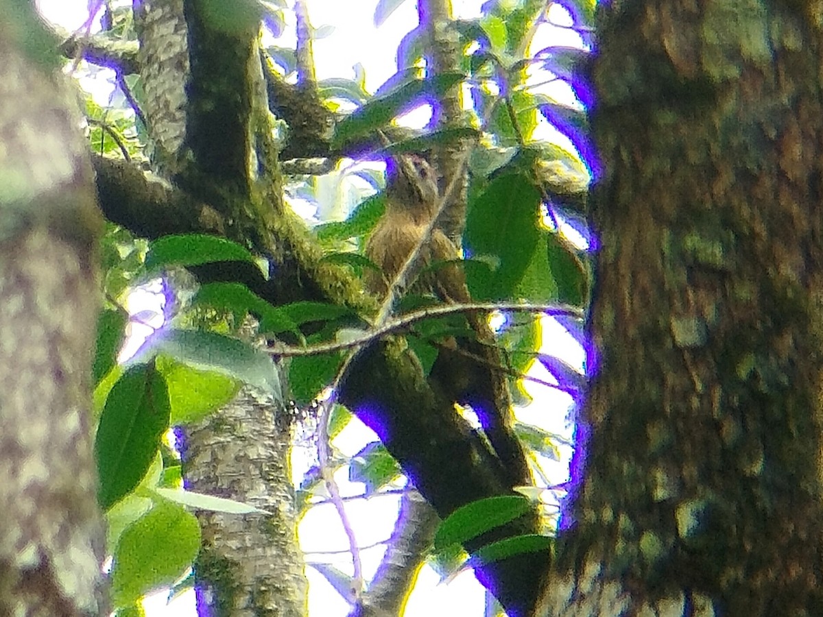 Streak-breasted Woodpecker - ML641426583
