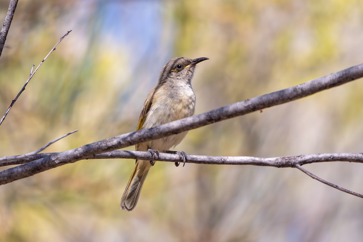 Brown Honeyeater - ML641426589