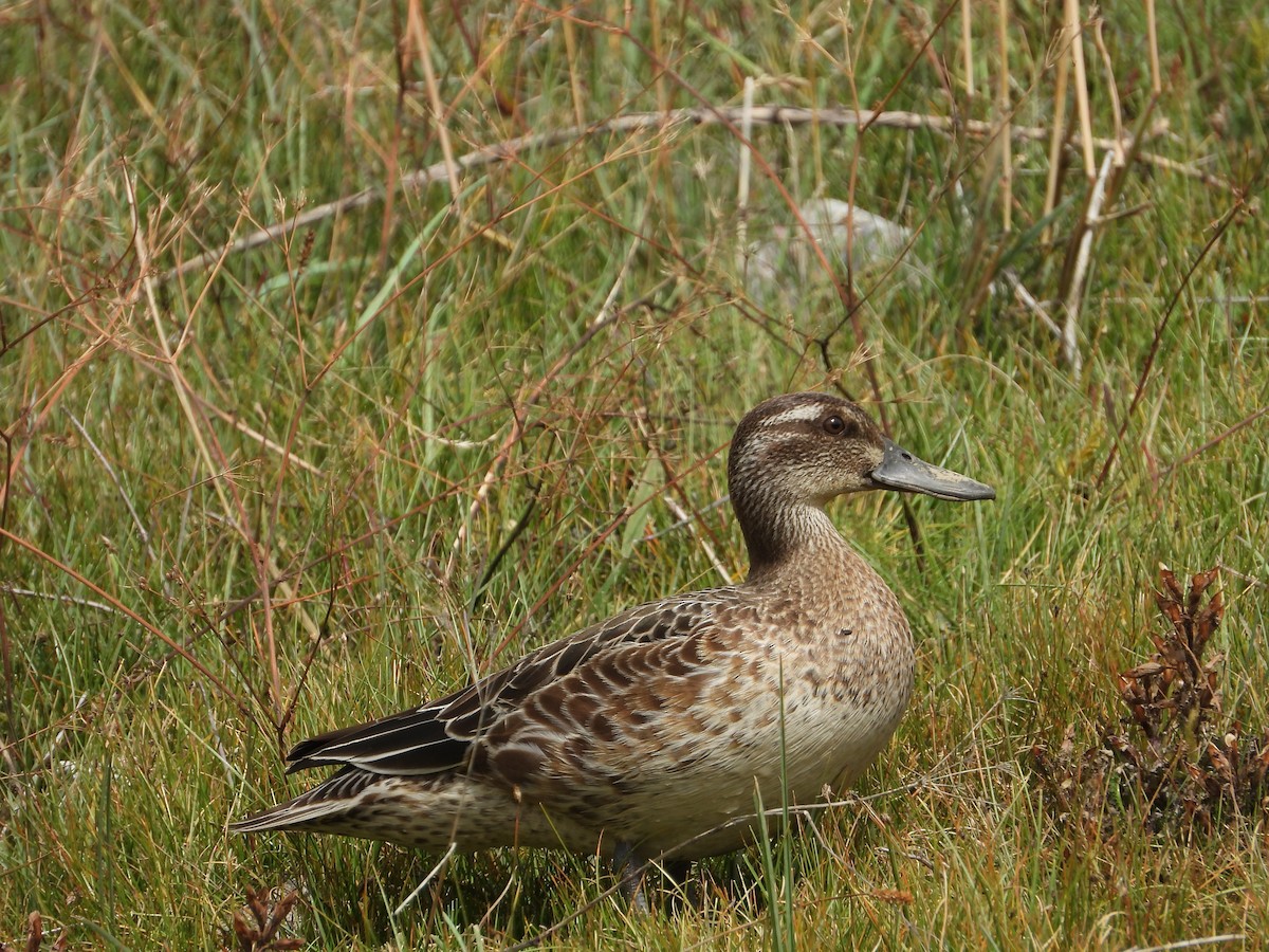 Garganey - ML641426597