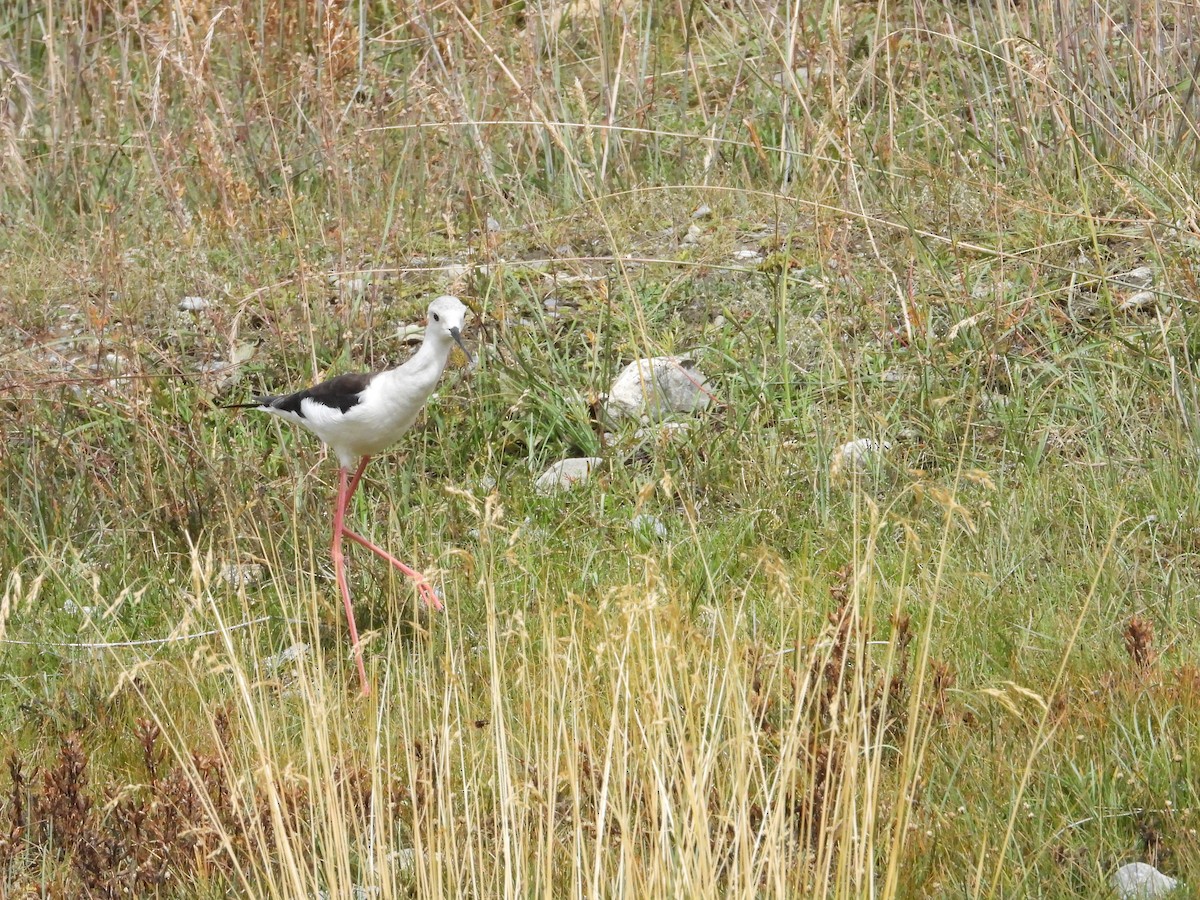 Black-winged Stilt - ML641426617