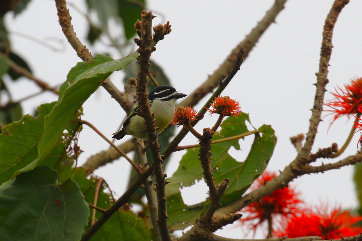 Yellow-rumped Tinkerbird - ML641426654