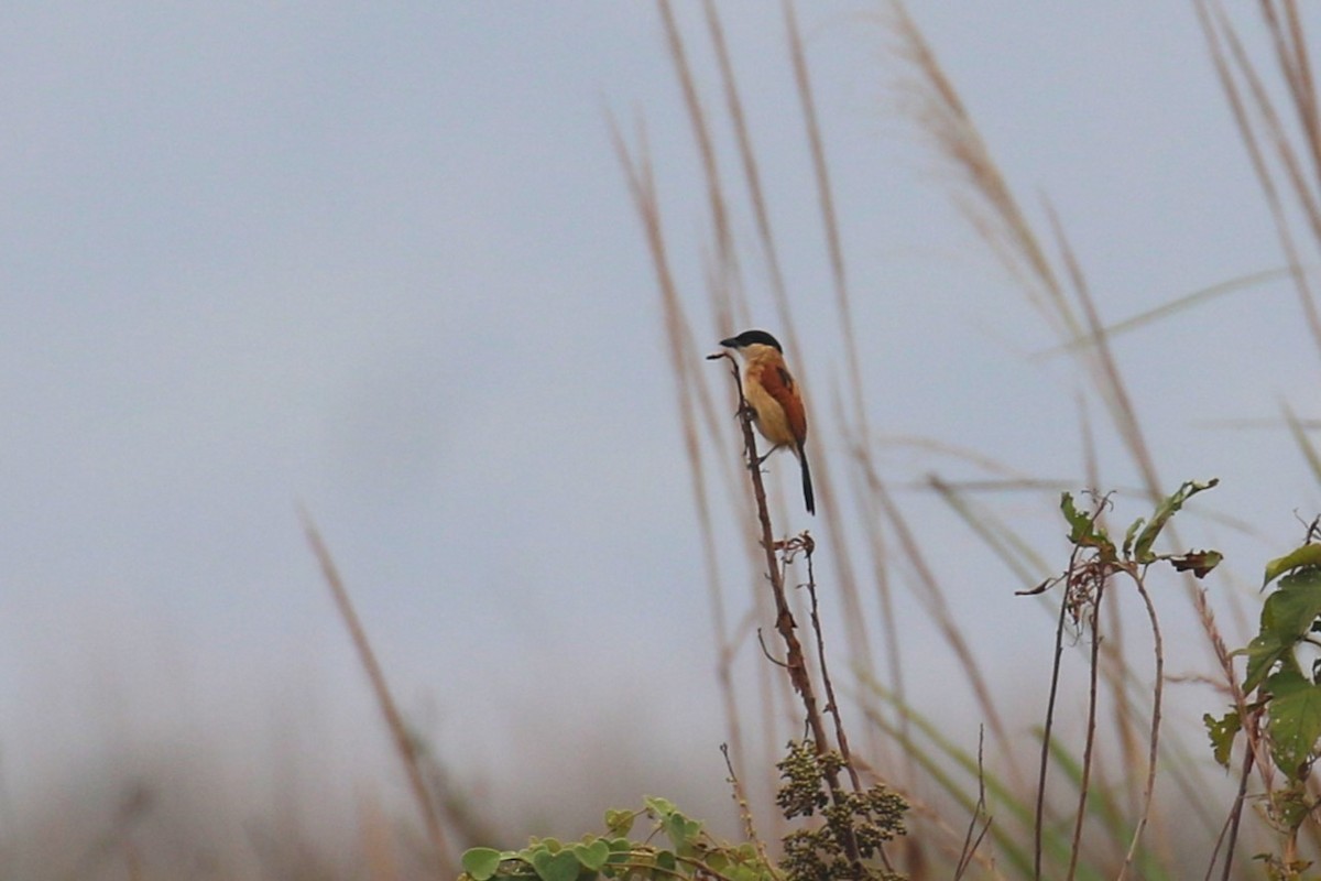 Marsh Tchagra - ML641426657