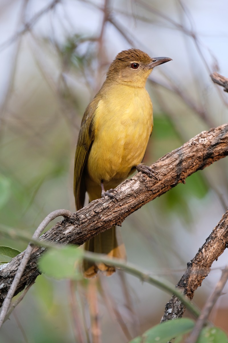 Yellow-bellied Greenbul - ML641426661