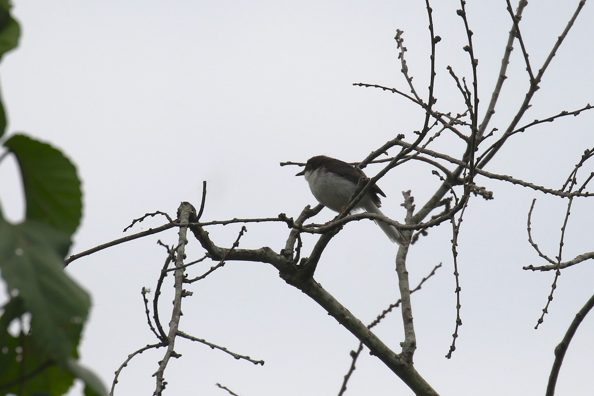Buff-throated Apalis (Buff-throated) - ML641426683