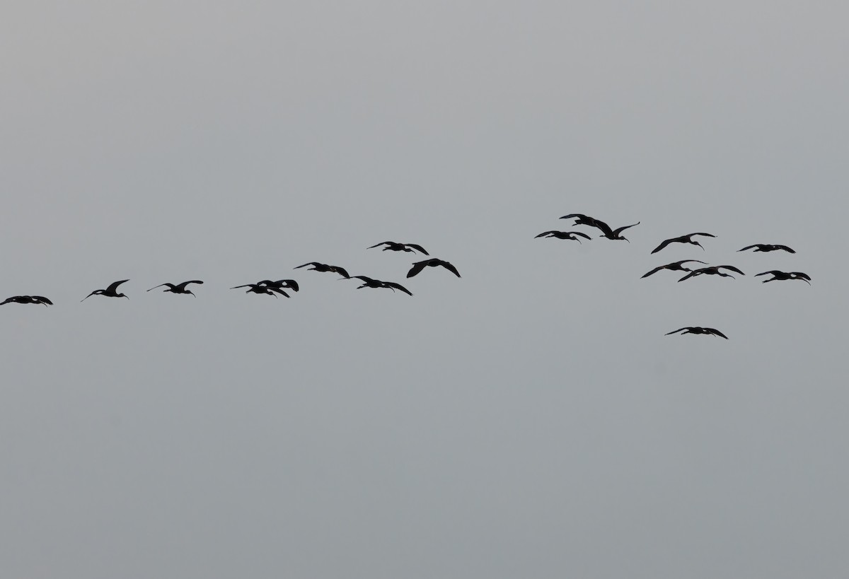 Glossy Ibis - ML641426706