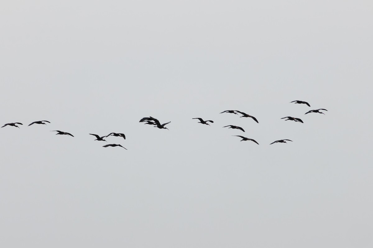 Glossy Ibis - ML641426707