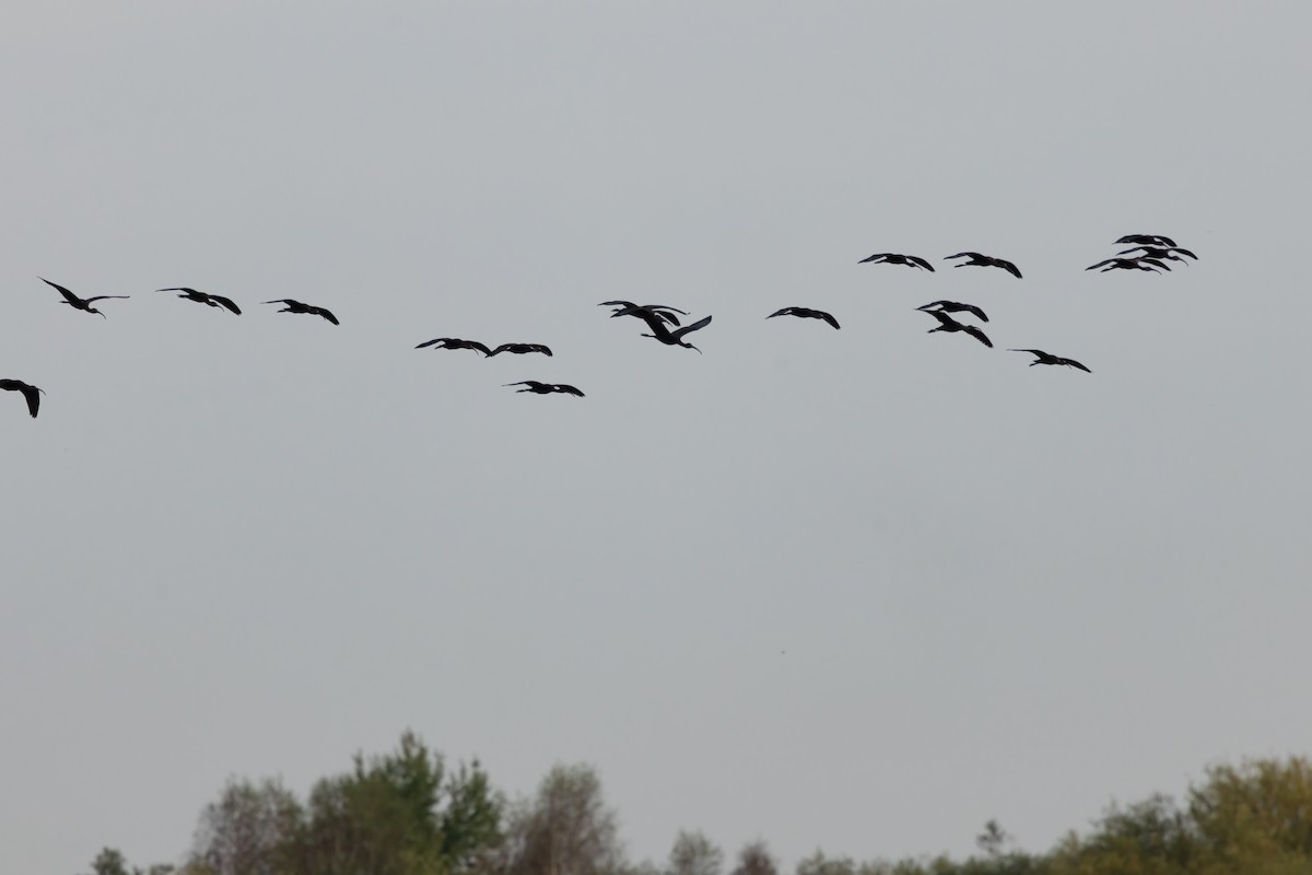 Glossy Ibis - ML641426708