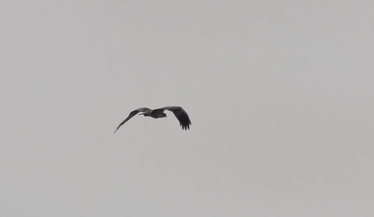 Osprey (Eurasian) - ML641426716
