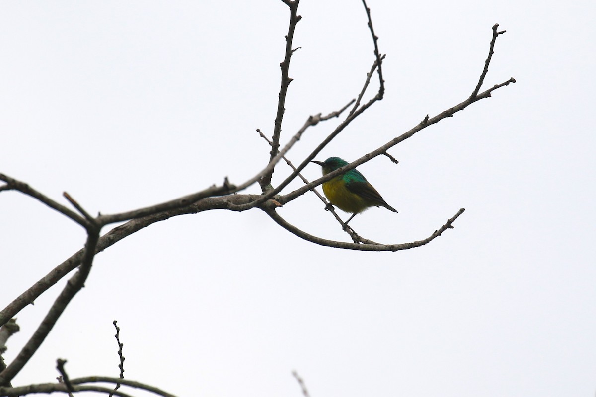 Collared Sunbird - ML641426719
