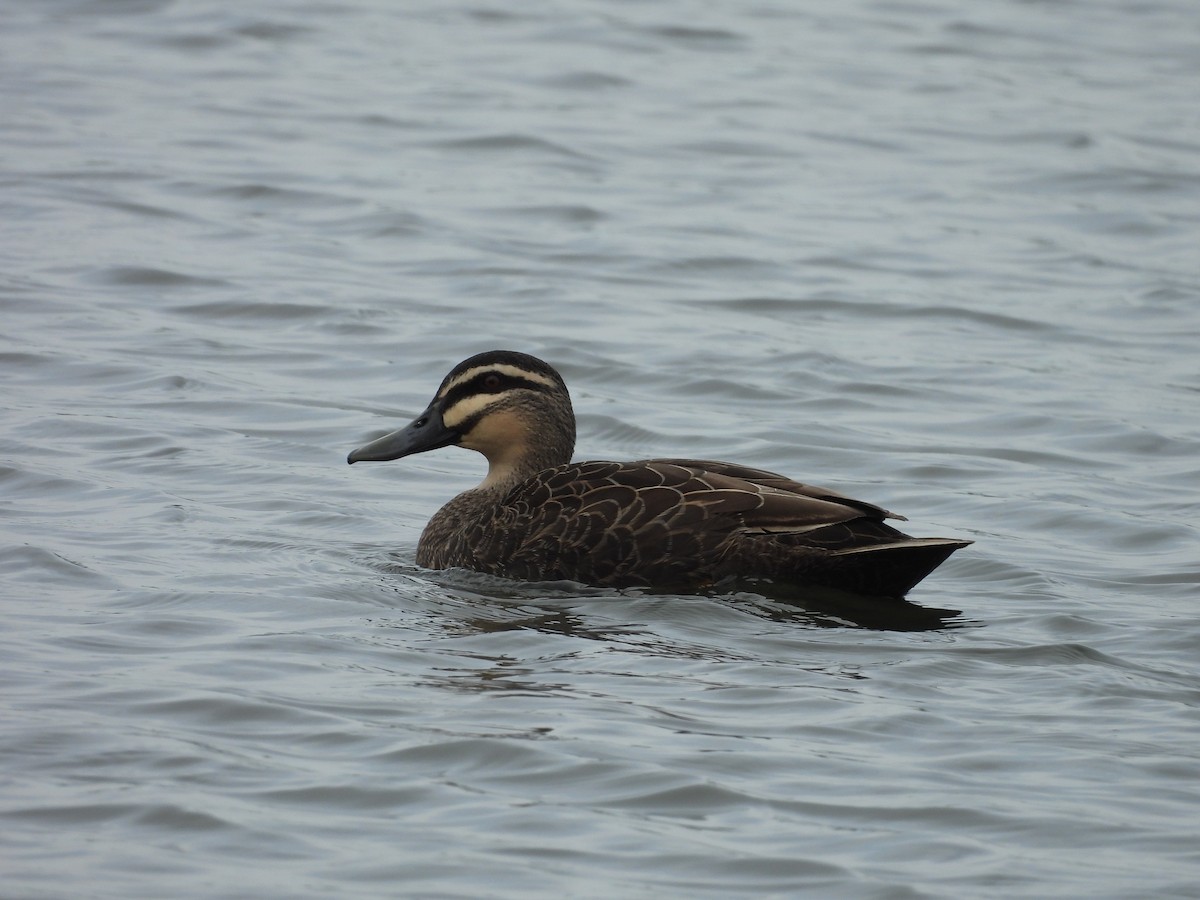 Canard à sourcils - ML641426720