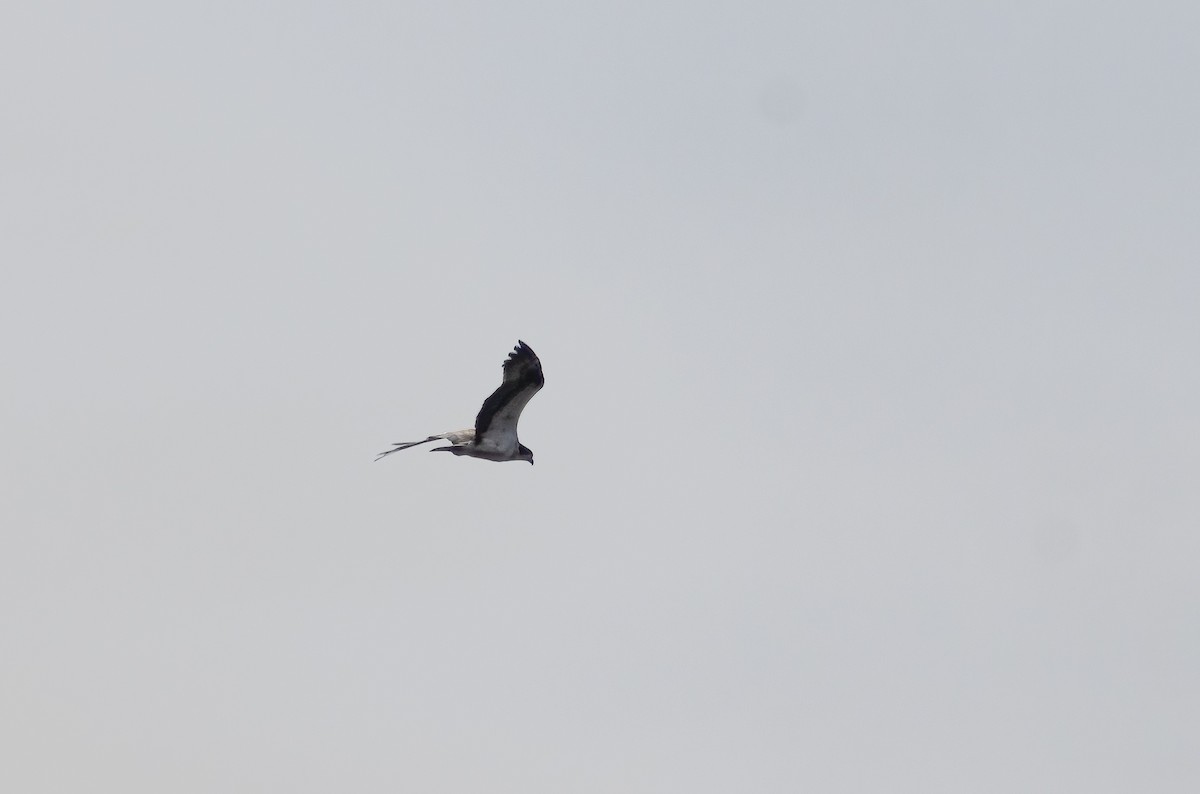 Osprey (Eurasian) - ML641426721